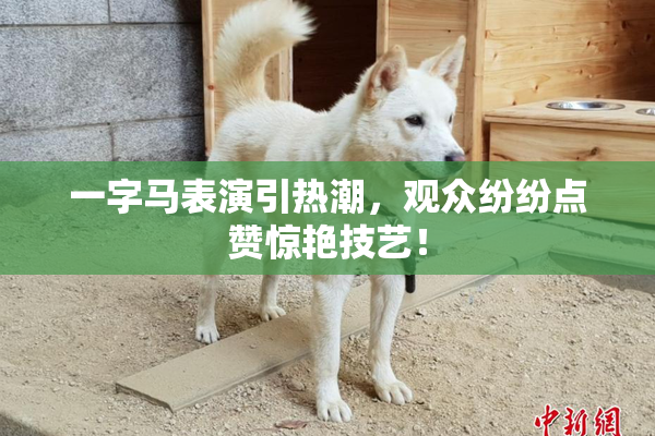 一字马表演引热潮，观众纷纷点赞惊艳技艺！