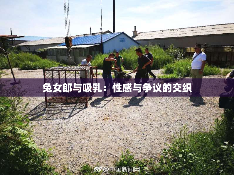 兔女郎与吸乳：性感与争议的交织
