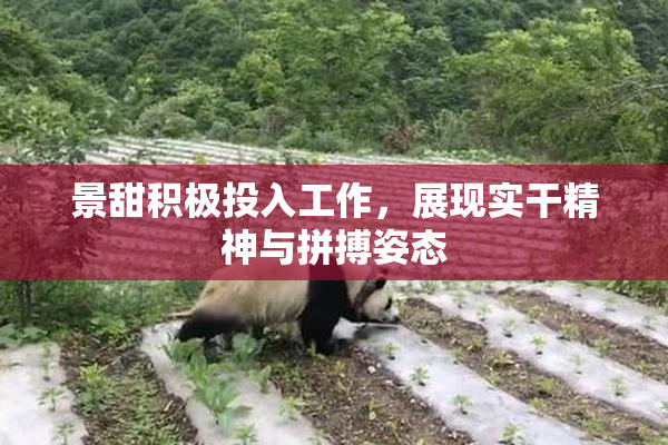景甜积极投入工作，展现实干精神与拼搏姿态