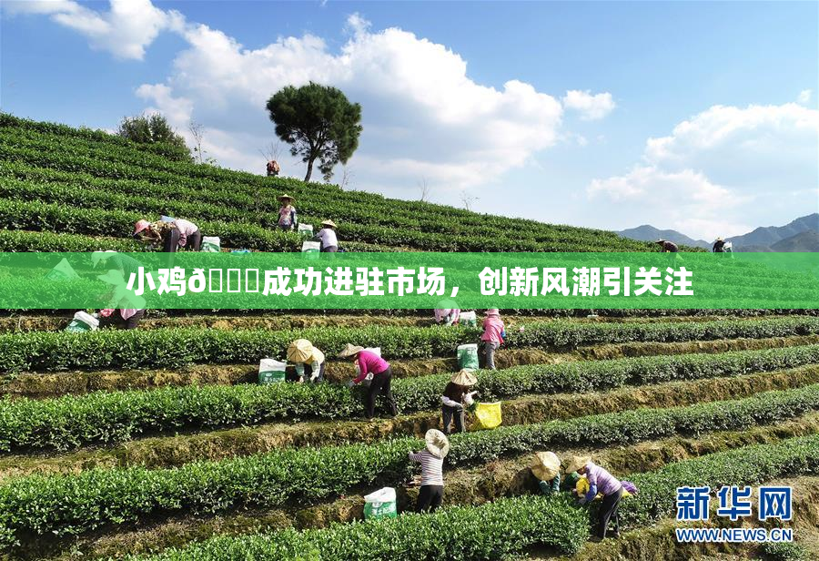 小鸡🐔成功进驻市场，创新风潮引关注