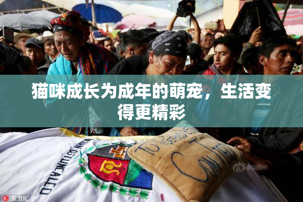 猫咪成长为成年的萌宠，生活变得更精彩