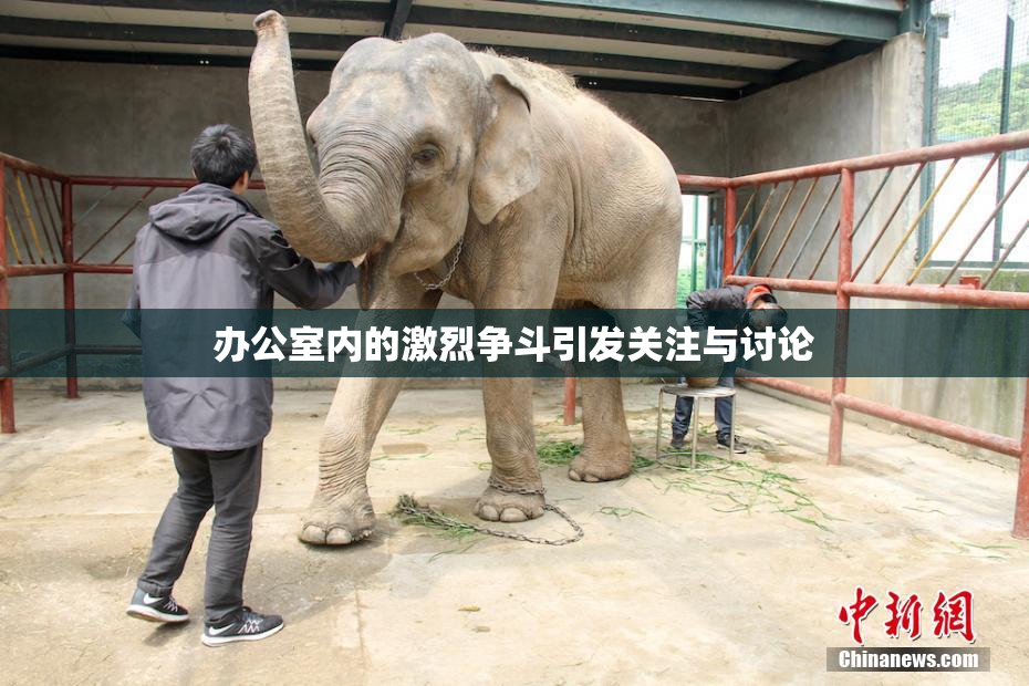 办公室内的激烈争斗引发关注与讨论