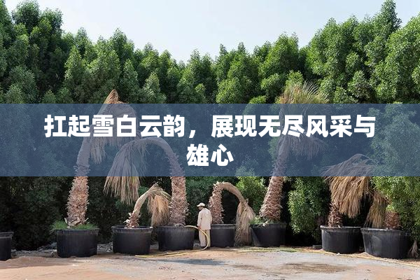扛起雪白云韵，展现无尽风采与雄心