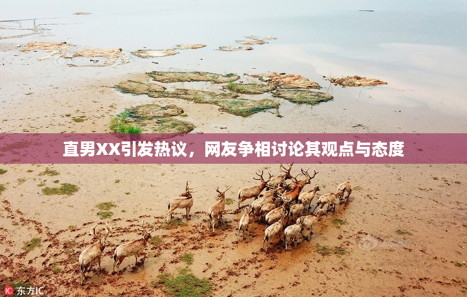 直男XX引发热议，网友争相讨论其观点与态度