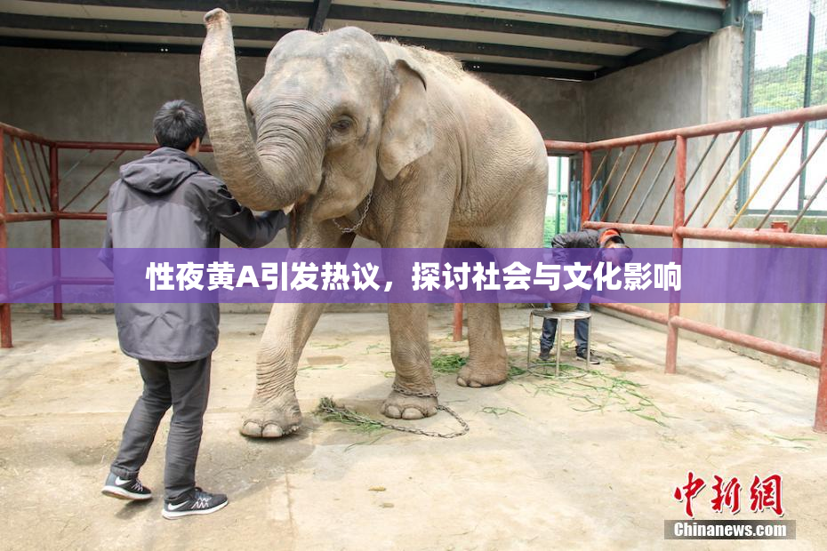 性夜黄A引发热议，探讨社会与文化影响