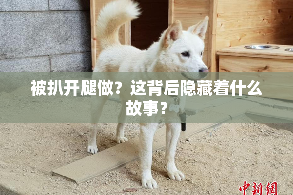 被扒开腿做？这背后隐藏着什么故事？