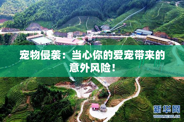 宠物侵袭：当心你的爱宠带来的意外风险！