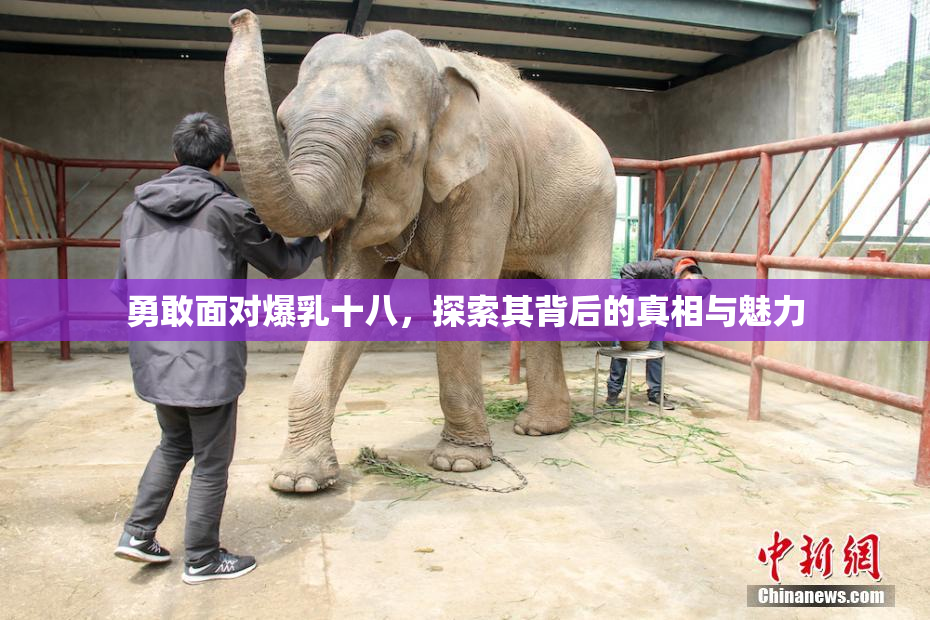 勇敢面对爆乳十八，探索其背后的真相与魅力