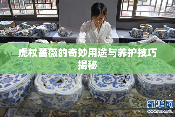 虎杖蔷薇的奇妙用途与养护技巧揭秘