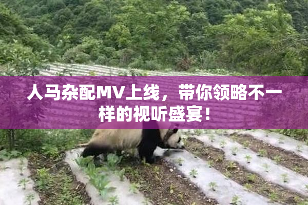 人马杂配MV上线，带你领略不一样的视听盛宴！