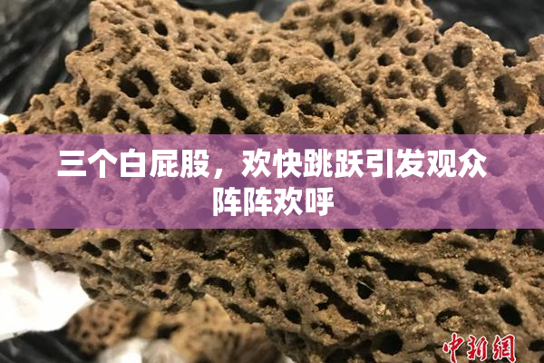 三个白屁股，欢快跳跃引发观众阵阵欢呼