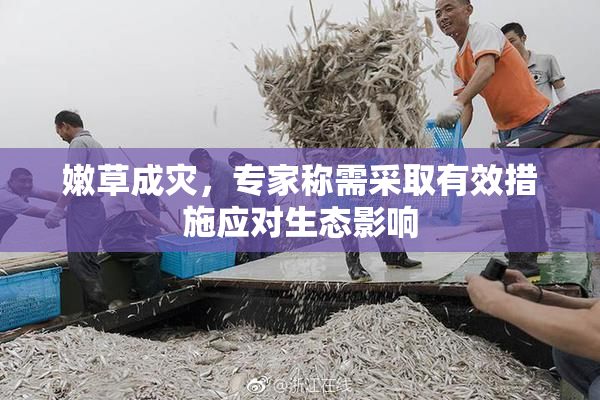 嫩草成灾，专家称需采取有效措施应对生态影响