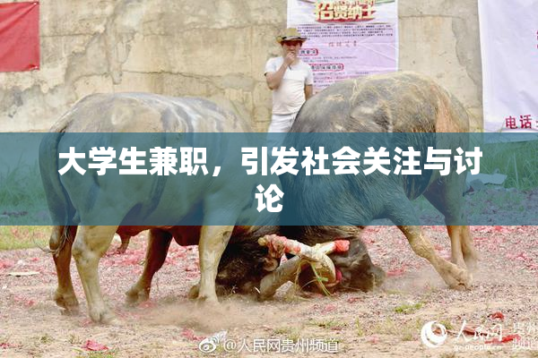 大学生兼职，引发社会关注与讨论