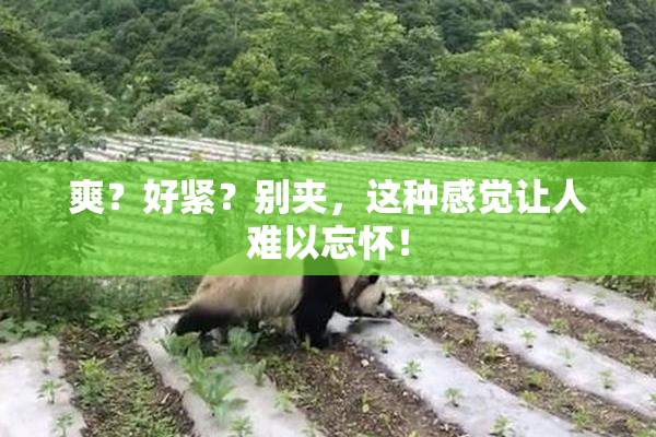 爽？好紧？别夹，这种感觉让人难以忘怀！
