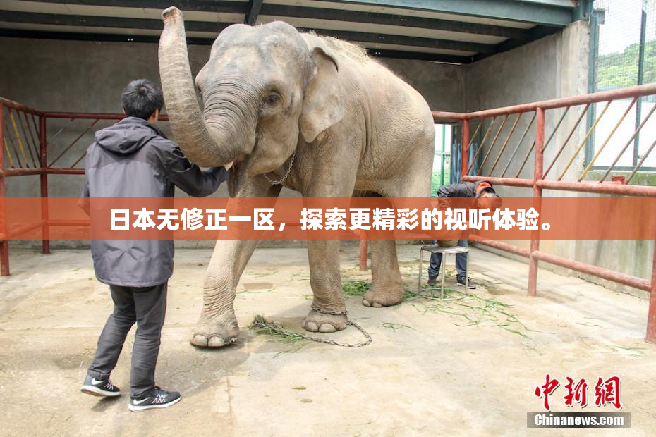 日本无修正一区，探索更精彩的视听体验。
