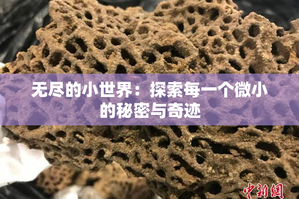 无尽的小世界：探索每一个微小的秘密与奇迹