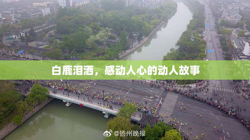 白鹿泪洒，感动人心的动人故事
