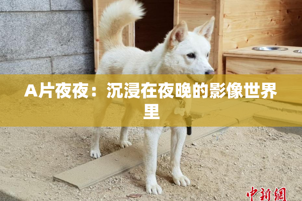 A片夜夜：沉浸在夜晚的影像世界里