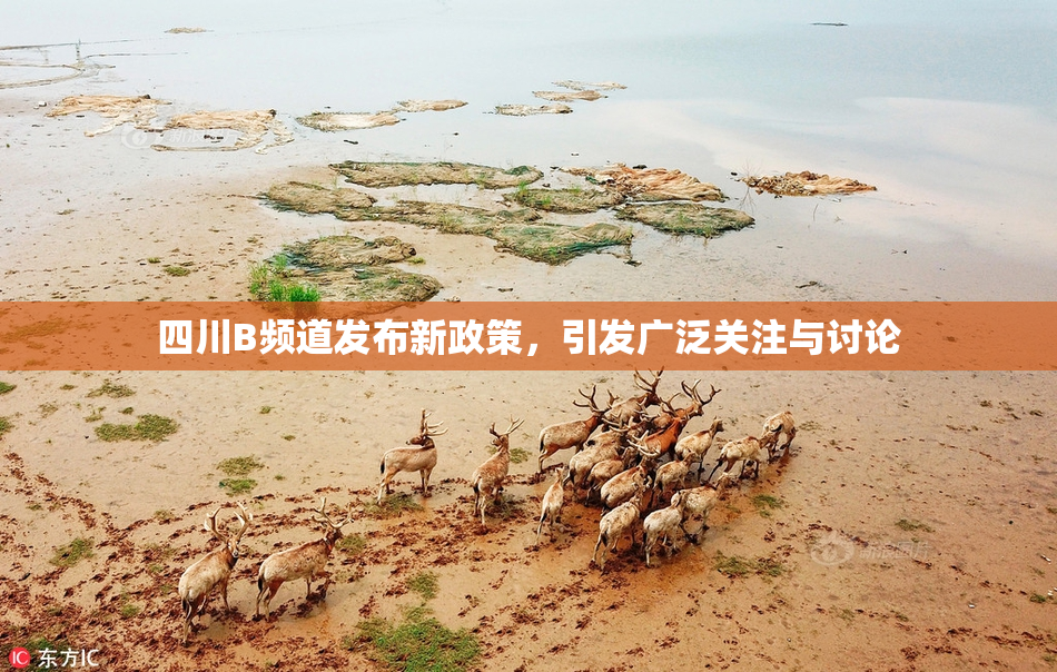 四川B频道发布新政策，引发广泛关注与讨论