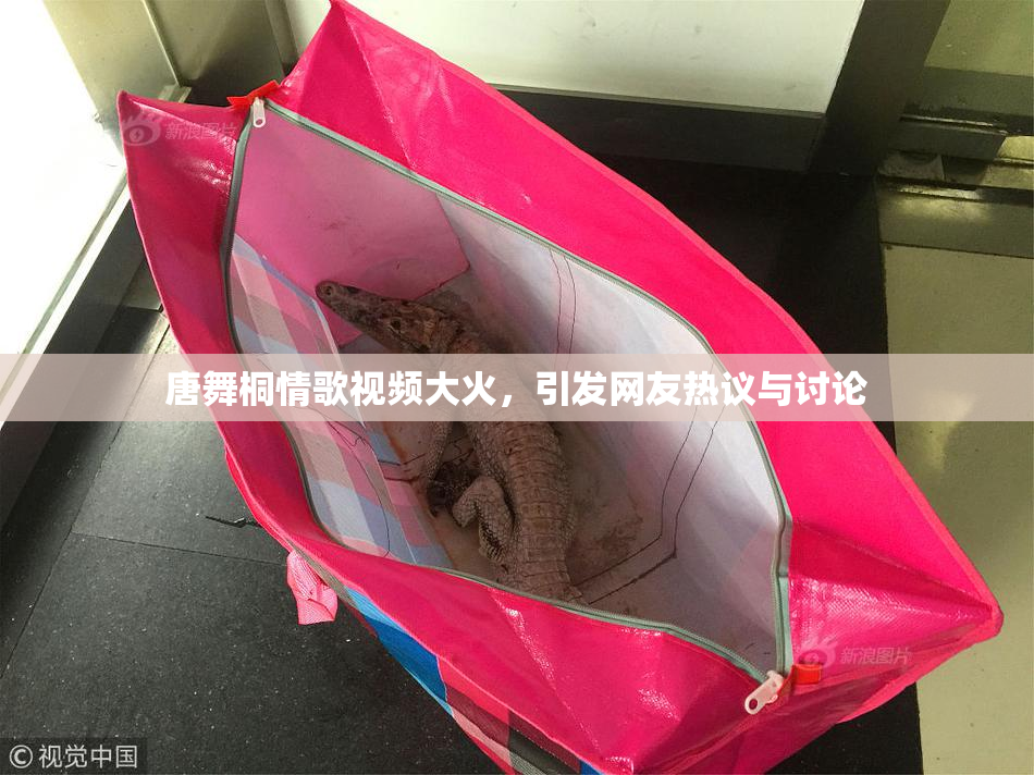 唐舞桐情歌视频大火，引发网友热议与讨论