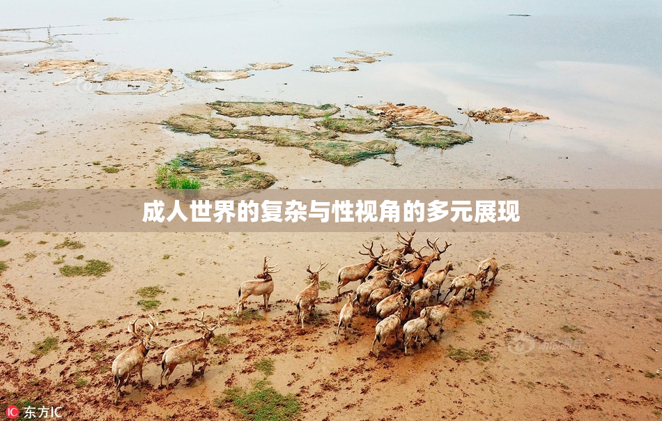 成人世界的复杂与性视角的多元展现