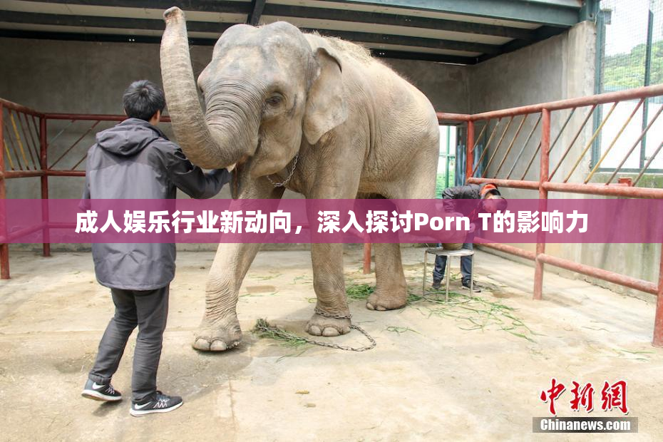 成人娱乐行业新动向，深入探讨Porn T的影响力