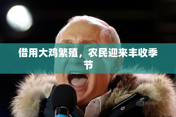 借用大鸡繁殖，农民迎来丰收季节