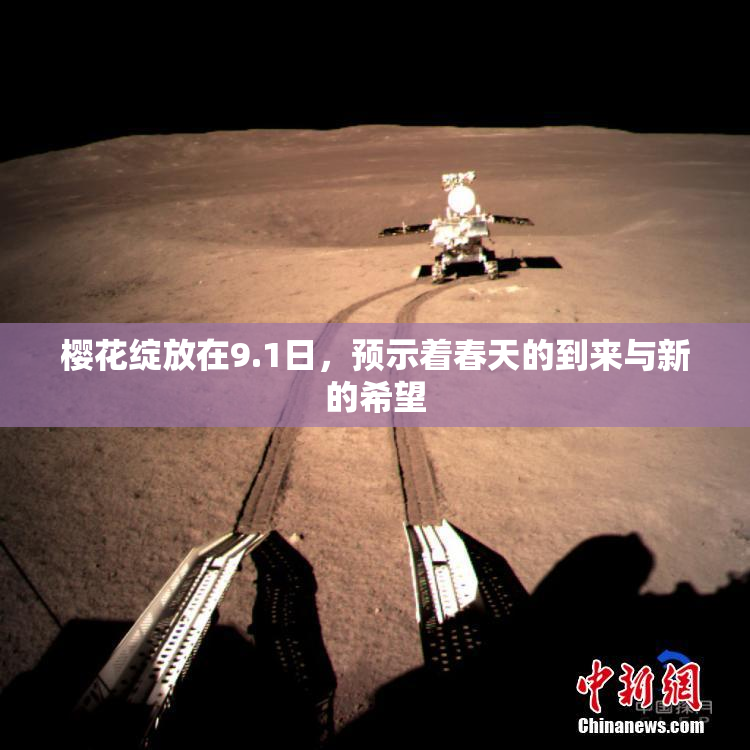 樱花绽放在9.1日，预示着春天的到来与新的希望