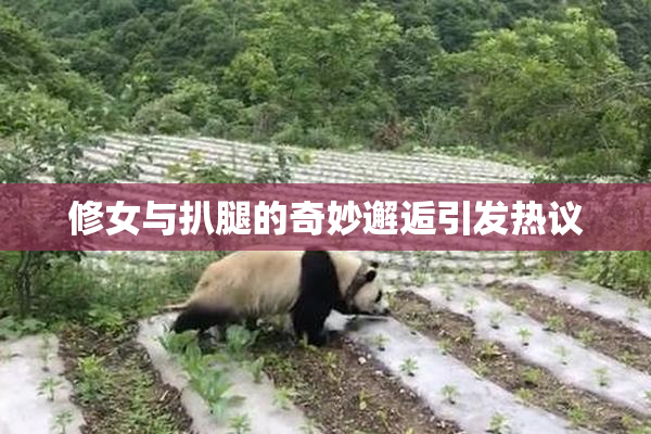修女与扒腿的奇妙邂逅引发热议