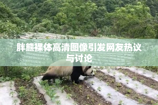胖熊裸体高清图像引发网友热议与讨论