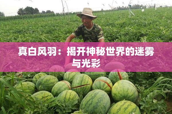 真白风羽：揭开神秘世界的迷雾与光彩