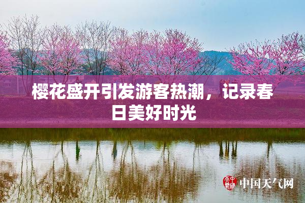 樱花盛开引发游客热潮，记录春日美好时光