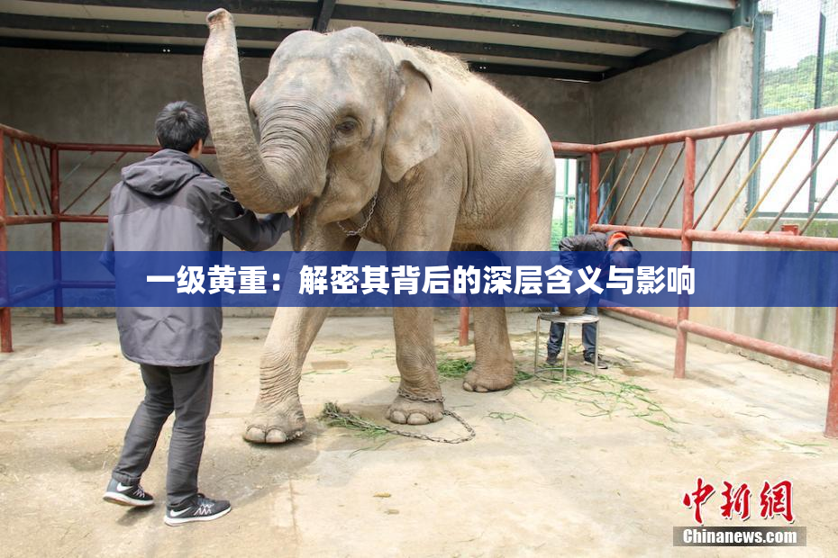 一级黄重：解密其背后的深层含义与影响
