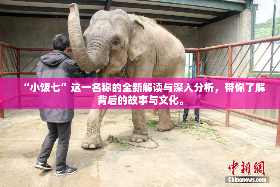 “小饭七”这一名称的全新解读与深入分析，带你了解背后的故事与文化。