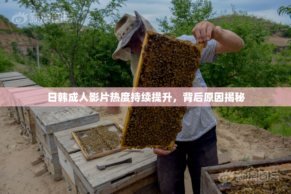 日韩成人影片热度持续提升，背后原因揭秘
