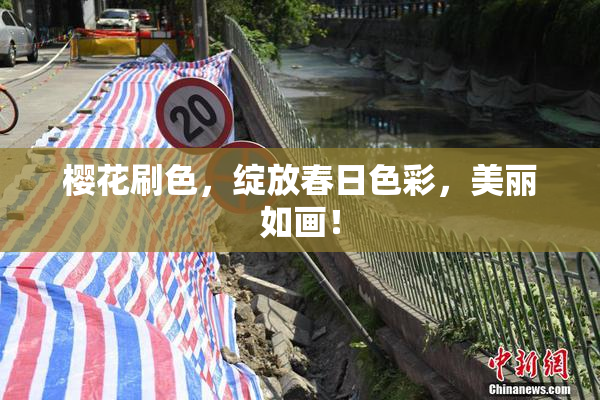 樱花刷色，绽放春日色彩，美丽如画！