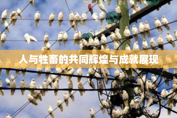 人与牲畜的共同辉煌与成就展现
