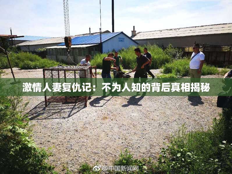 激情人妻复仇记：不为人知的背后真相揭秘