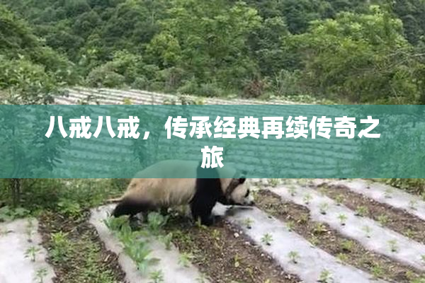 八戒八戒，传承经典再续传奇之旅