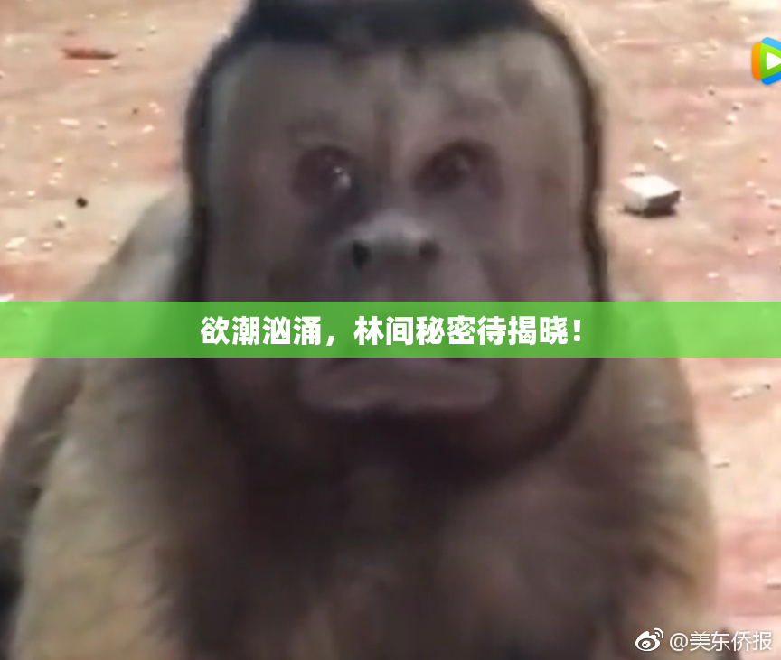 欲潮汹涌，林间秘密待揭晓！