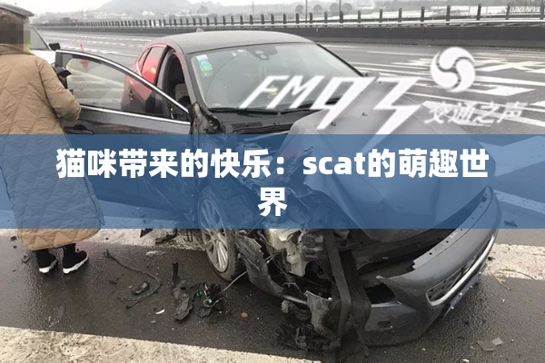 猫咪带来的快乐：scat的萌趣世界