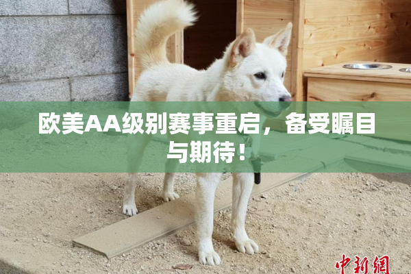 欧美AA级别赛事重启，备受瞩目与期待！