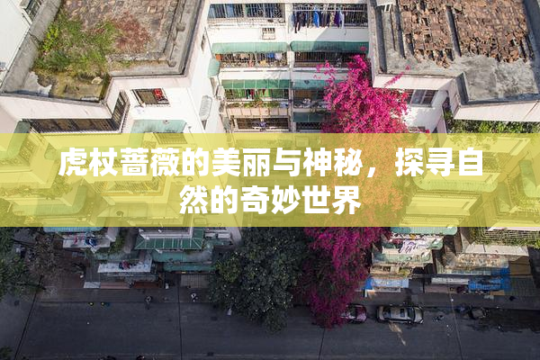虎杖蔷薇的美丽与神秘，探寻自然的奇妙世界