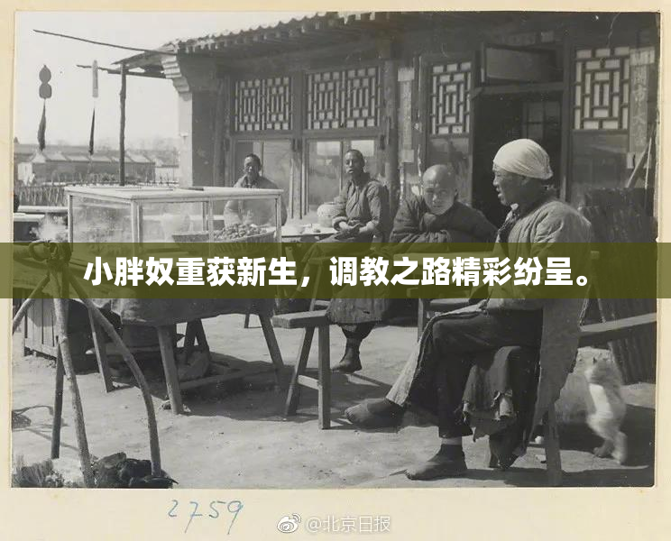 小胖奴重获新生，调教之路精彩纷呈。
