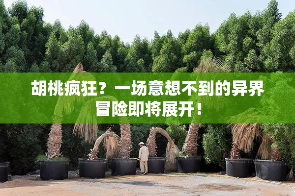 胡桃疯狂？一场意想不到的异界冒险即将展开！