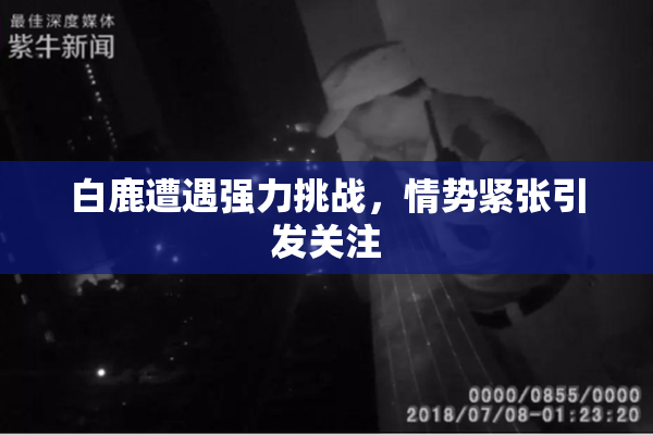 白鹿遭遇强力挑战，情势紧张引发关注