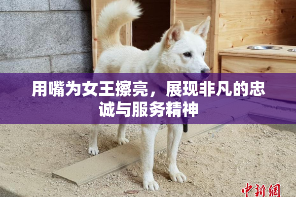 用嘴为女王擦亮，展现非凡的忠诚与服务精神
