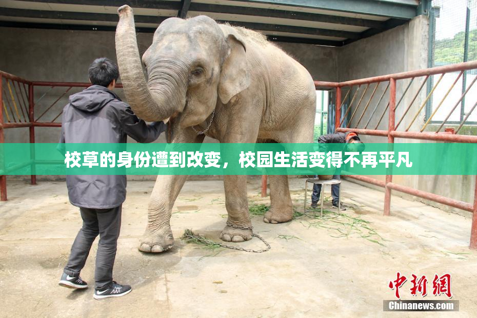 校草的身份遭到改变，校园生活变得不再平凡