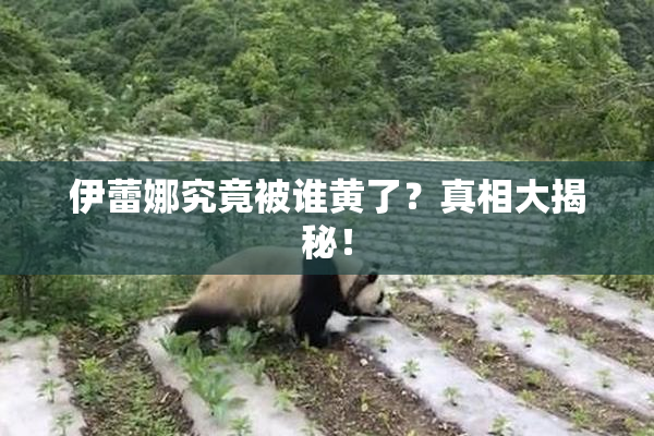 伊蕾娜究竟被谁黄了？真相大揭秘！