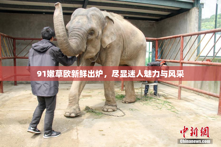 91嫩草欧新鲜出炉，尽显迷人魅力与风采